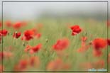 coquelicots